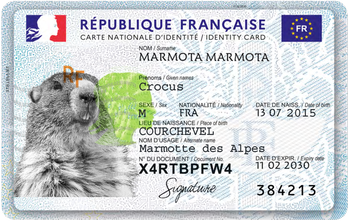 identité de la marmotte alpine