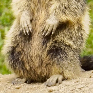 pattes d'une marmotte